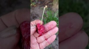 Черешня Гудзон (Hudson)