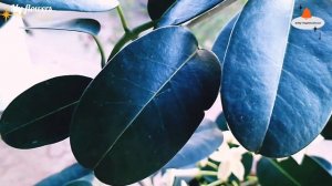 Стефанотис.Мадагаскарский жасмин.Уход в домашних условиях.