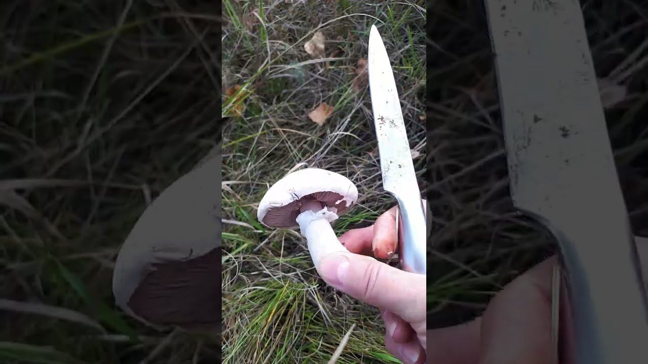 Приехали в лес и нашли грибы. ШАМПИНЬОНЫ 23 сентября смотреть онлайн