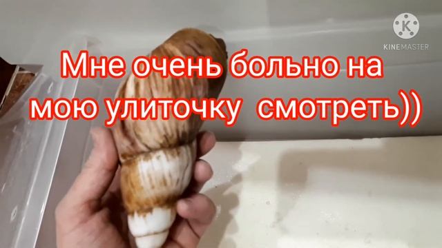 Почему в нашей среде улитки Ахатины долго не живут? Плачебное состояние моей улитки Татошки??? смотреть онлайн