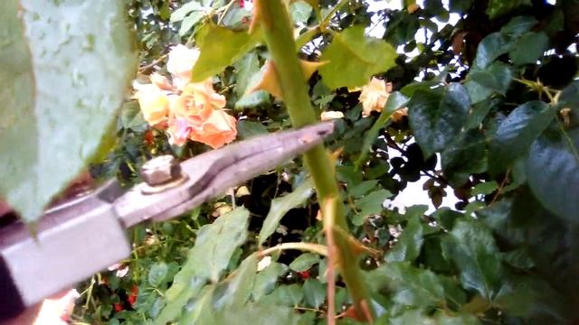 Летняя санитарная обрезка плетистых роз клаймберов после первого цветения. Часть 1, июнь 2020. смотреть онлайн