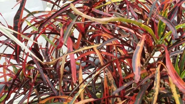 CROTON 'ZANZIBAR' PLANT