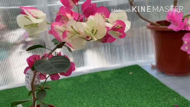 Болмо гулу | Биздин короодогу жана куносканадагы гулдорубуз боюнча куз айындагы экскурсия | 2-болум смотреть онлайн