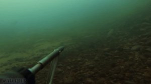 Что скрывается в глубинах Енисея? Трофейная подводная охота.