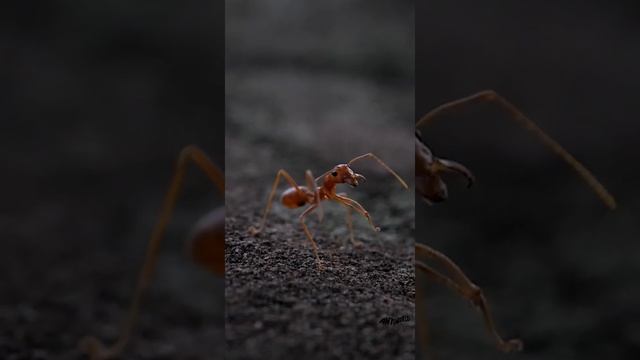 Большой красный муравей макросъемка / Antsworld #shorts смотреть онлайн