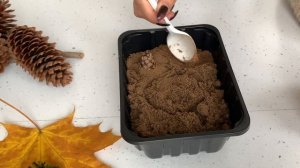 ●КАК ВЫРАСТИТЬ ЁЛКУ У СЕБЯ ДОМА●ЭКСПЕРИМЕНТ●ПРОСТОЙ ЛАЙФХАК●