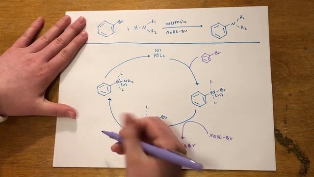 Buchwald-Hartwig смотреть онлайн