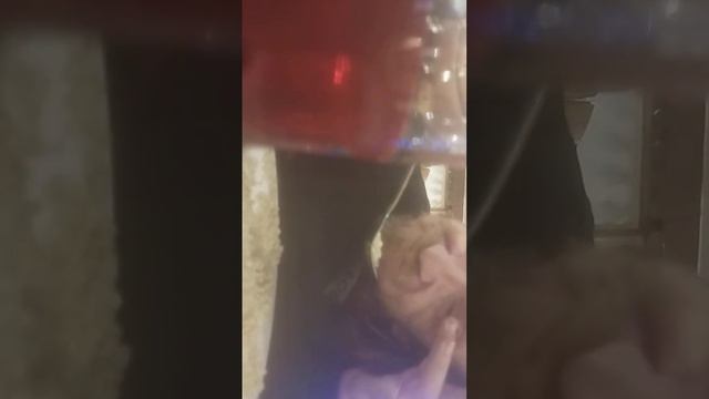 очень вкусный ранний обед в кафе Коляда у симпатичных девушек напротив зоопарка 25 декабря 2023 г смотреть онлайн