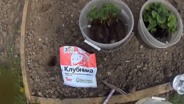 КЛУБНИКА( ЗЕМЛЯНИКА), ПОСАДКА РАССАДЫ из пакетов в грунт весной. смотреть онлайн