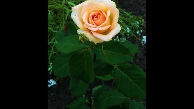 Цветы. Слайд шоу смотреть онлайн