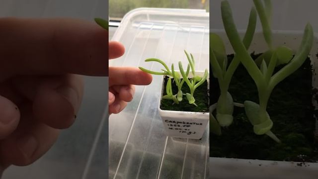 Carpobrotus 1353.58 и Carpobrotus 1353.57 смотреть онлайн