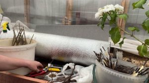 Учимся прививать.  Прививка плодовых деревьев.