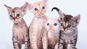 Гипоаллергенные кошки: список основных пород