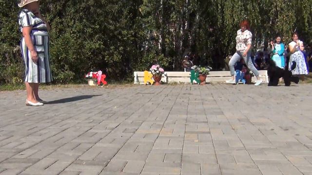 16 Моно пуделей. Челябинск 28.08.2022. сравнение кобелей смотреть онлайн