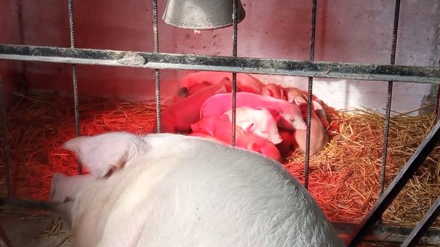 Задержка опороса! Свинка первородка... смотреть онлайн