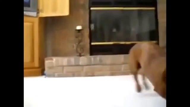 приколы с собаками Смешные собаки! Угарные приколы с собаками смотреть онлайн