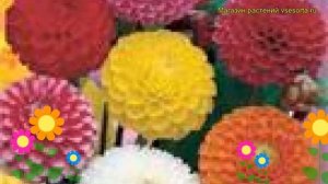 Георгина Помпон микс. Краткий обзор, описание характеристик, где купить семена Pompon mix