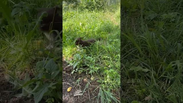 ЗАВОДНЫЕ ХВОСТИКИ #чихуахуа #chihuahualove #buypuppysellchihua #купитьчихуахуа #продающенка #shorts