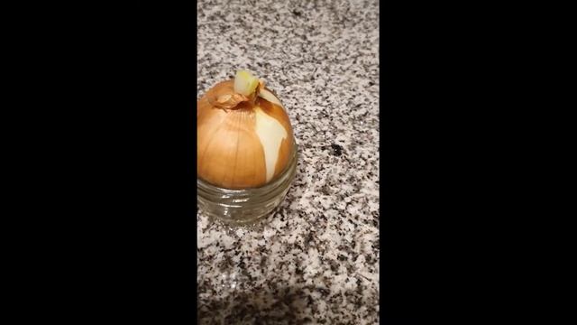 ЧИПОЛЛИНО ДЕНЬ 1. ПУТЕШЕСТВИЕ ЛУКА РЕПЧАТОГО ЗА 10 ДНЕЙ. смотреть онлайн