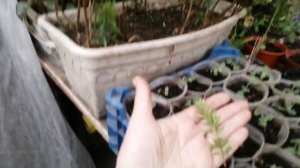 Куфея иссоповидная: черенкование и уход в зимнее время.