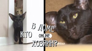 МОЛОДЫЕ КОТЫ ОРИЕНТАЛЫ И ИХ ЖЕРТВА