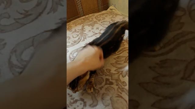 Мраморный котенок бенгальской породы смотреть онлайн
