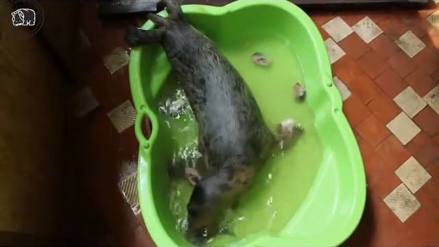 Тюлени на карантине Мужчины шипят, дамы едят смотреть онлайн