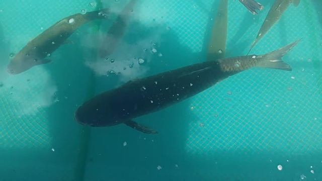 Белый Амур (Ctenopharyngodon idella) смотреть онлайн