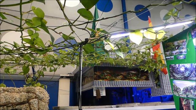 Pothos en nuestros acuarios смотреть онлайн