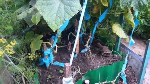 Огуречная грядка Сэндвич! Супер тёплая грядка для огурцов