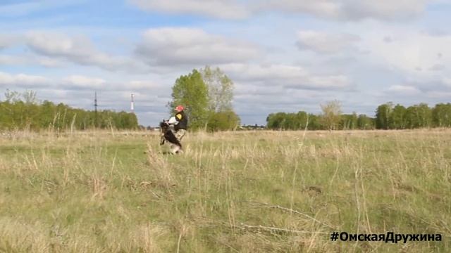 Длинный пуск ВЕО. Кто быстрее кобель или сука? | Дрессировка ЗКС смотреть онлайн
