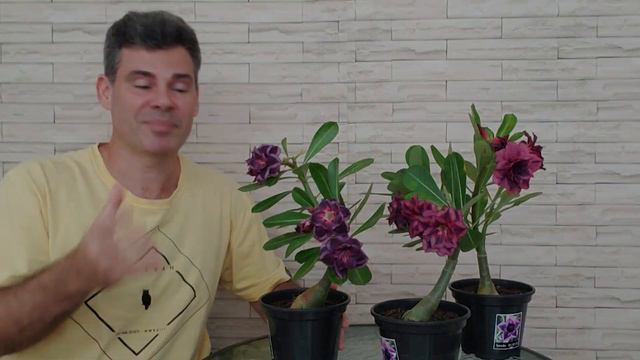 023 Sansão - Flor Tripla roxa- 100 ID's de Rosas do Deserto смотреть онлайн