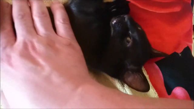 Катукас "КИСА" смотреть онлайн