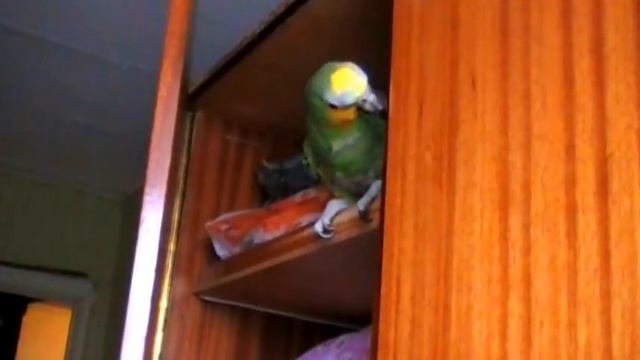 попугай на месте преступления смотреть онлайн