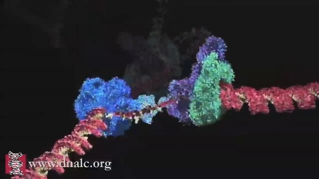 Mechanism of DNA Replication (Advanced) смотреть онлайн