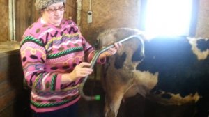 Как подоить корову которая брыкается, антибрык и другие приспособления