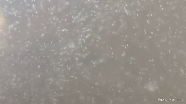 Движение инфузории туфельки смотреть онлайн