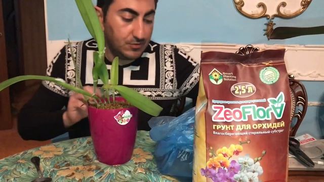 Посадка азиатской Орхидеи каттлея в грунт для Орхидеи ZeoFlora.