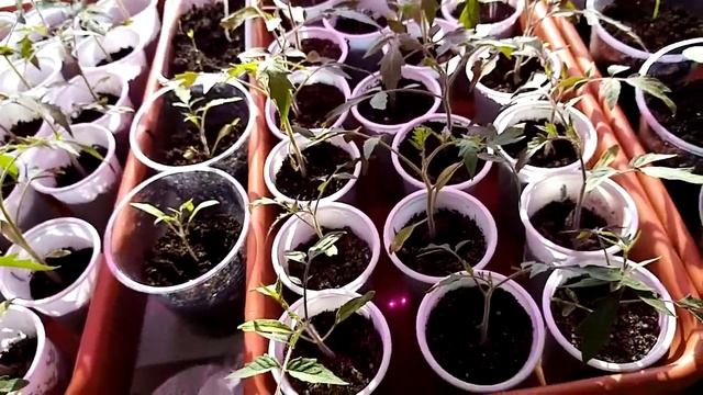 Нужны ли нам фито лампы? смотреть онлайн