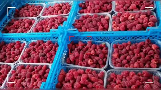 сбор ремонтантной малины продолжается ..... смотреть онлайн