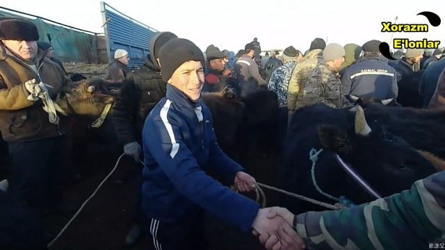 Урганч Гойбу мол бозори нархлари Urganch Mol Bozori #urganch