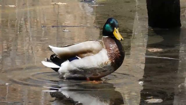 Nikon Coolpix S7000 - Video Test 79 смотреть онлайн