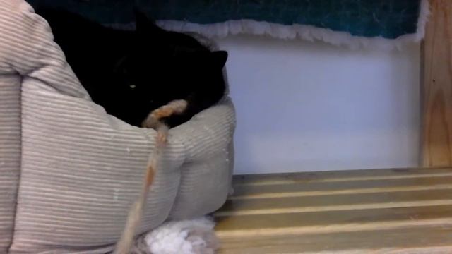 Abandoned Puss Puss & mini-panthers Jade & Ebony смотреть онлайн