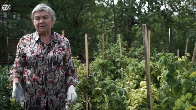 Когда выкапывать чеснок ✔️ Хранение Чеснока ? Как Увеличить Размер Головки Чеснока ✔️ смотреть онлайн