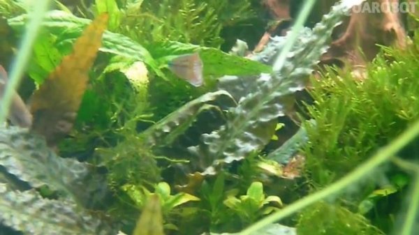 Гурами Ворчащий | (Trichopsis vittatus).