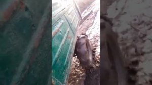 Проходимость мотороллера