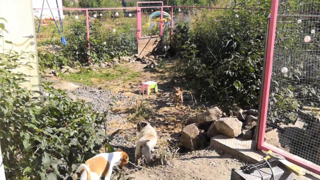 Джек расселы Локи и Флай, метис Алиса, той терьер Лаки, вельш корги Джерри, мопс Джульетта смотреть онлайн