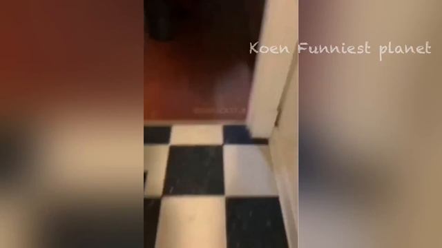Funniest Dogs And Cats Videos ? - Best Funny Animals Videos 2023? #6