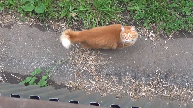 Кот пришёл домой 2! смотреть онлайн