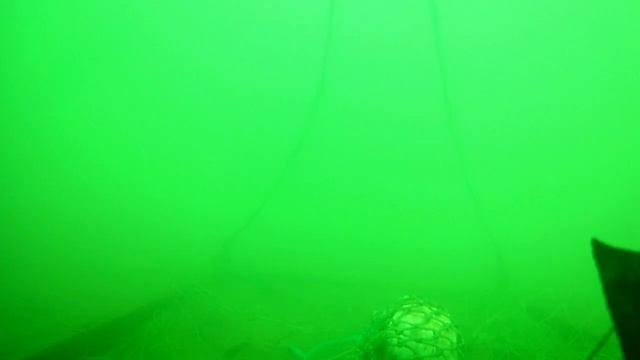 5 минут из жизни краба 1 смотреть онлайн